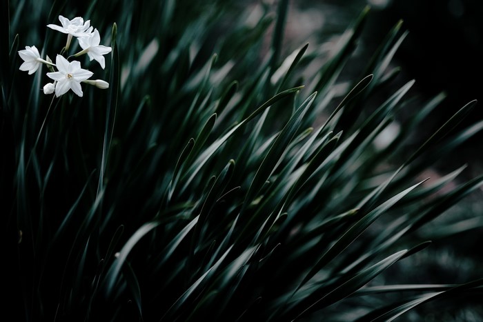 White flowers among dark green grass