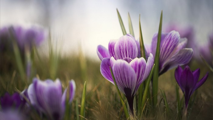 Purple and white crocuses in green grass