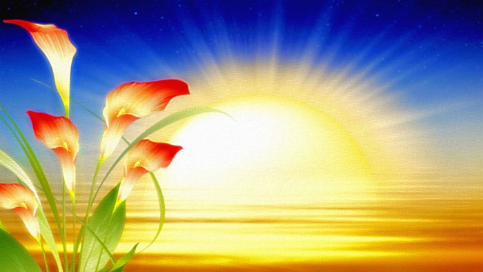 Calla lilies against a sunrise with sun rays