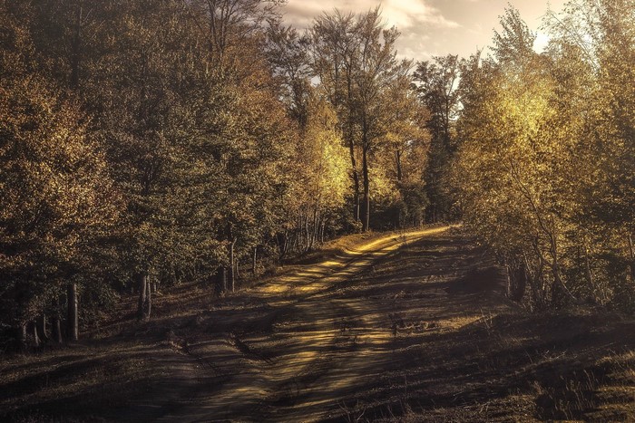 Dirt road through an autumn forest with sunlit trees