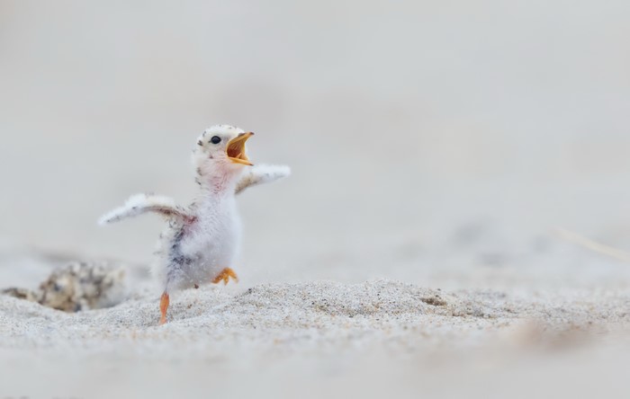 Baby bird on sand with open beak