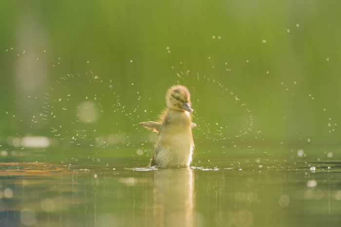 Baby duckling splashing water