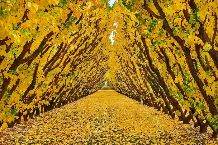 Autumn tree tunnel with yellow leaves and path