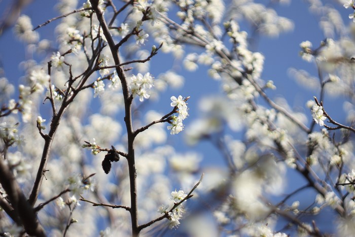 White flowers on branches against blue sky