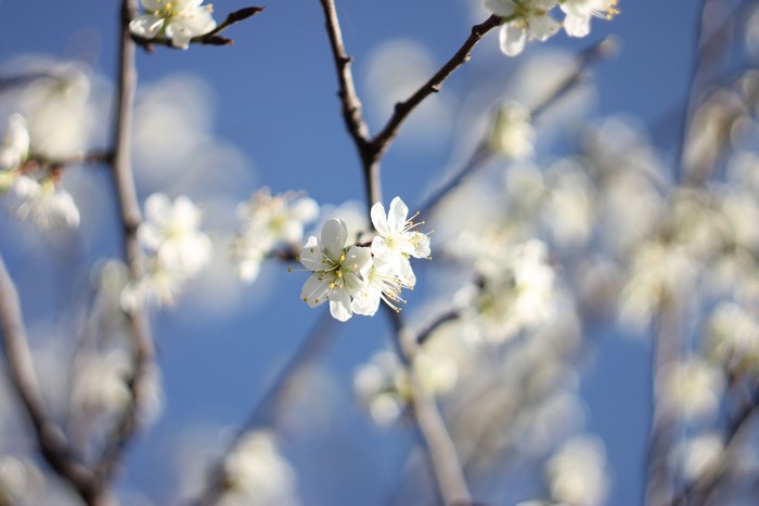 White flowers on a tree branch against a blue sky