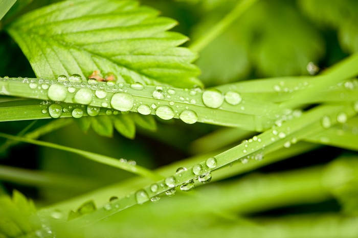 Water drops on green grass and leaves, 4K
