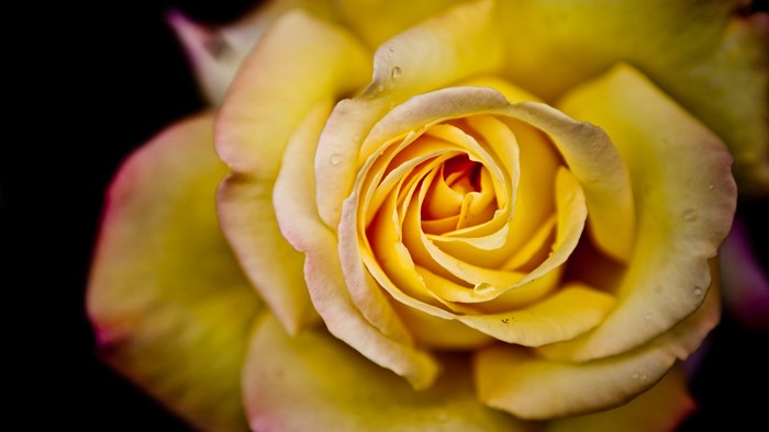 Close-up of a yellow rose with water droplets