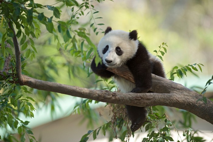 A baby panda sits on a tree branch