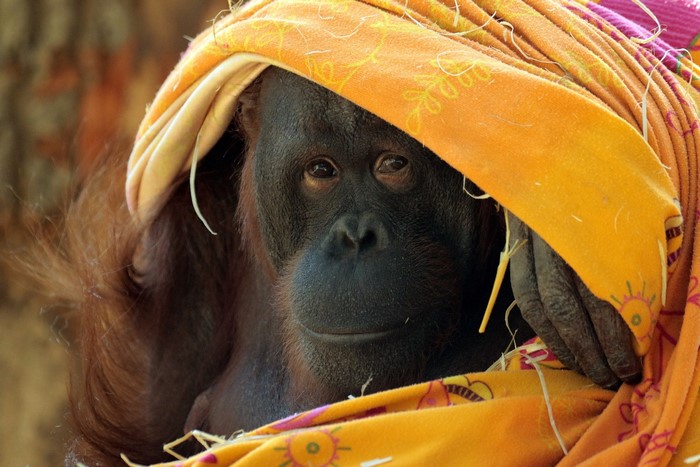 Orangutan peeking from behind an orange cloth