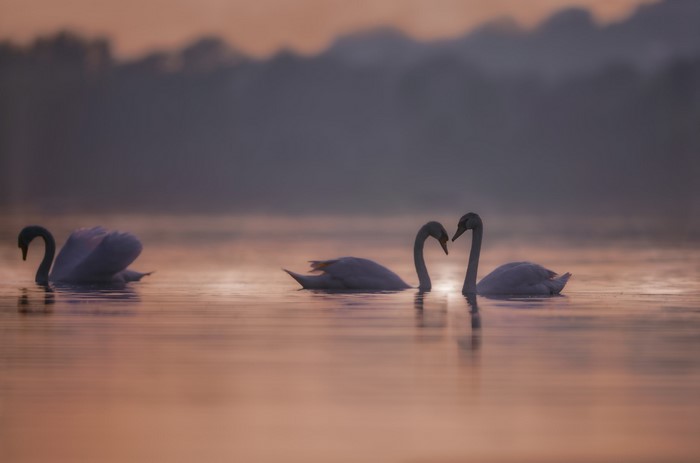 Three swans swimming on a lake at sunrise