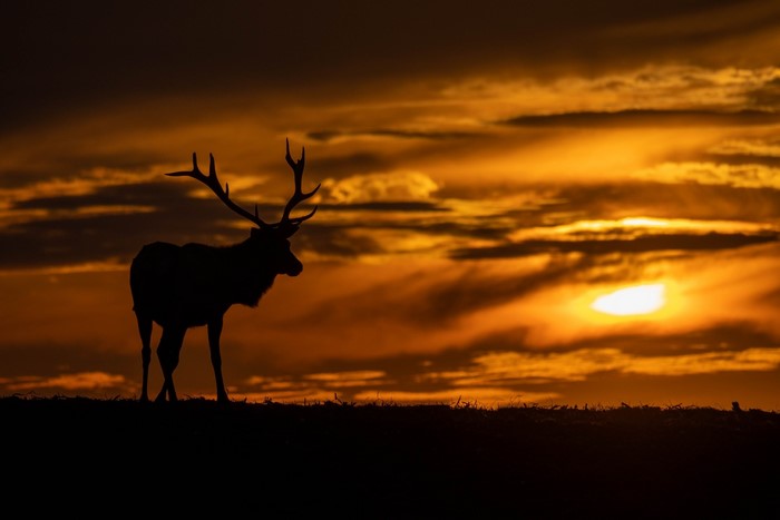 Silhouette of a deer against a dramatic sunset sky