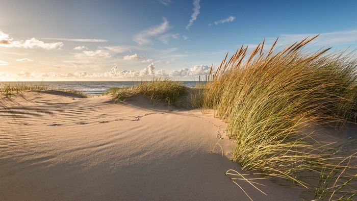 Sandy dunes with tall grass and the sea under a cloudy sky