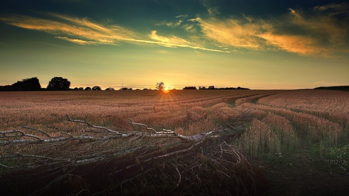 Sunset over a wheat field with a fallen tree