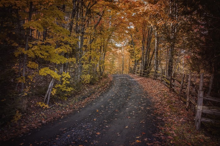 Dirt road through an autumn forest with a wooden fence