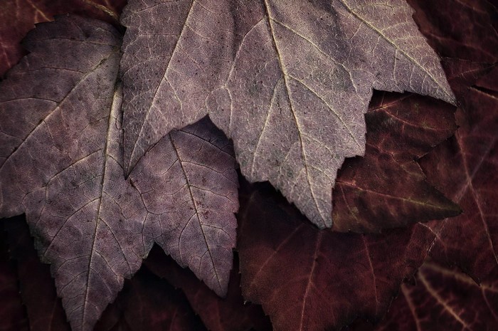 Close-up of purple and red autumn leaves