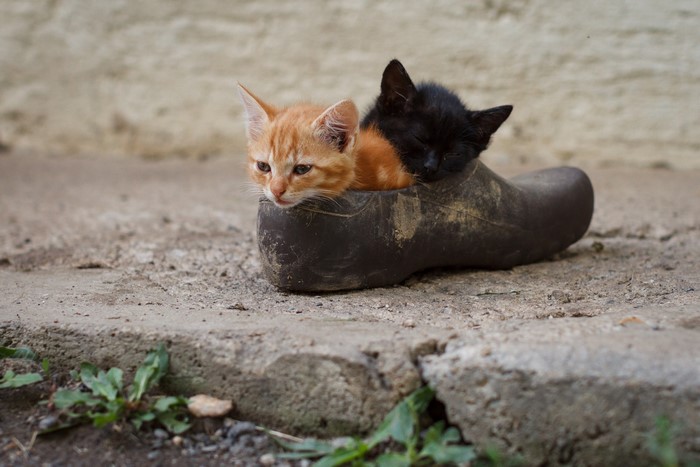 Two kittens in a boot