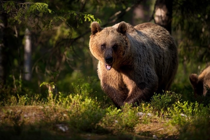 Brown bear in a forest
