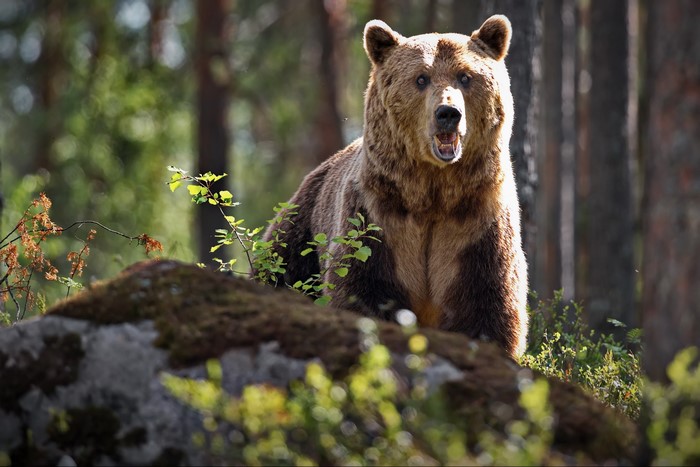 Brown bear in a forest