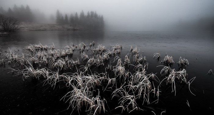 Frozen reeds on a misty lake with forest background
