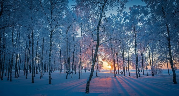 Snowy forest with sunrise and long shadows