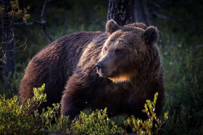 Brown bear in a forest with sunlight