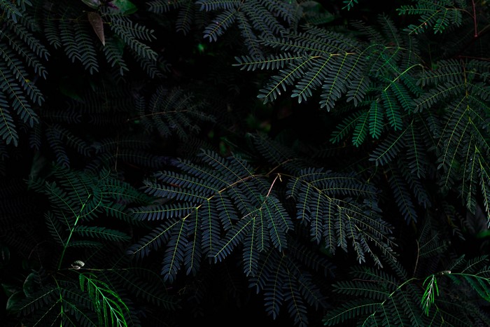 Dark green fern leaves in nature photography
