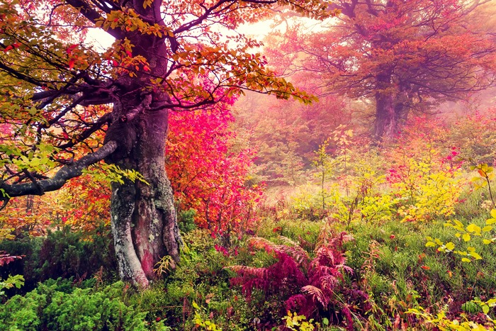Autumn forest with colorful foliage and trees