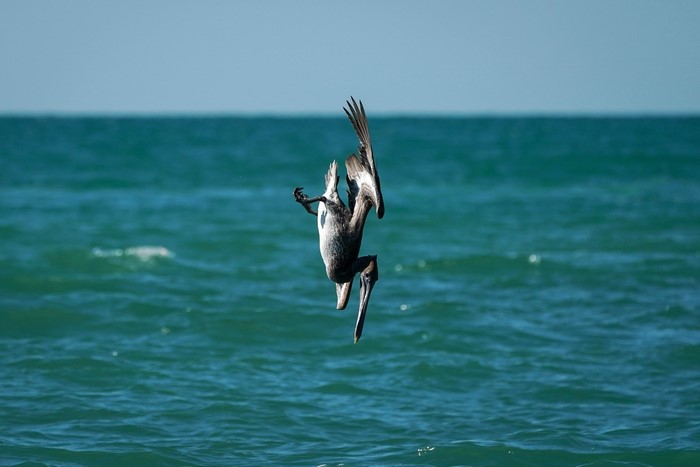 Pelican diving into the ocean