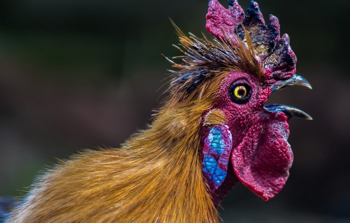 Close-up of a colorful rooster