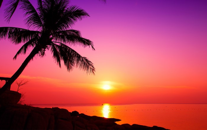 Sunset over the sea with palm trees on Nangyuan Island