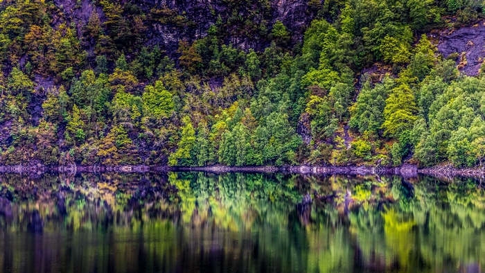 Forest reflection on a lake 4K