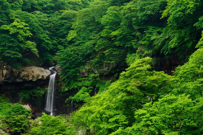 Waterfall in a lush green forest