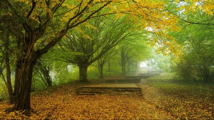 Autumn path with fallen leaves and trees