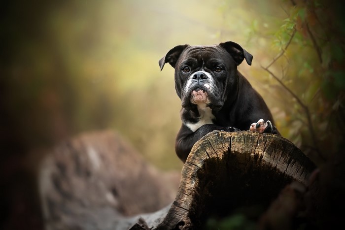 Black boxer dog resting on a log in a forest