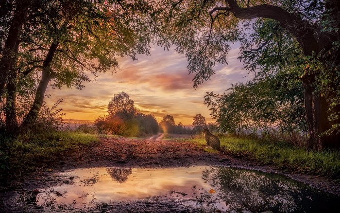 Cat sitting by a puddle at sunrise in a forest