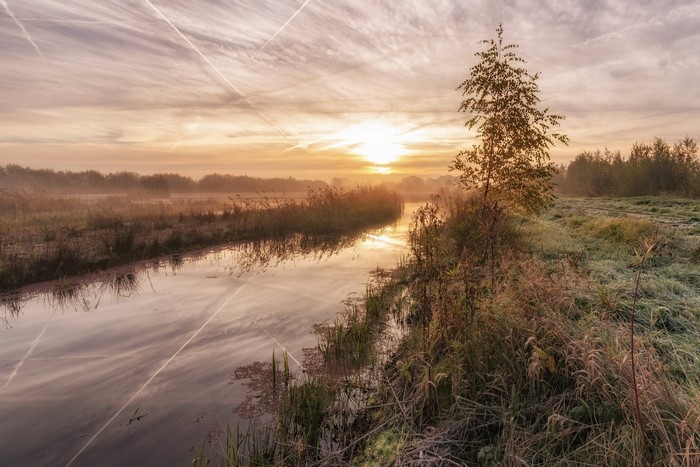 Sunrise over a misty river with reeds and a lone tree