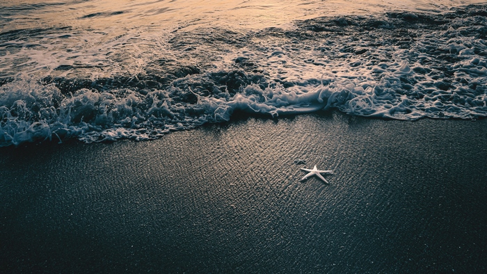 Starfish on a dark sandy beach with waves