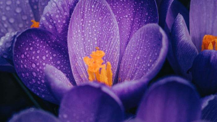 Purple Crocus Flowers with Water Drops 4K