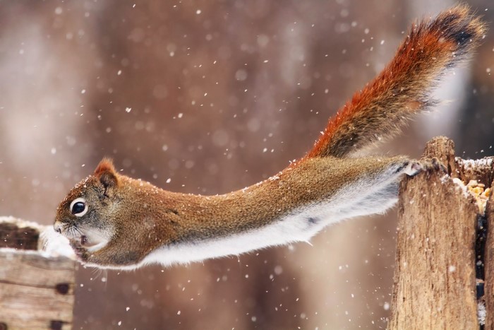 Squirrel jumping in the snow