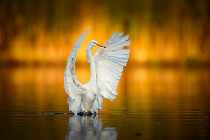 Great Egret with wings spread in water