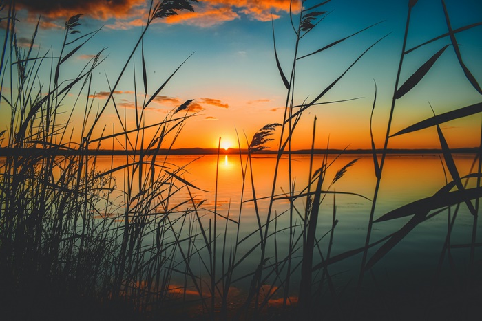 Sunset over a lake with reeds