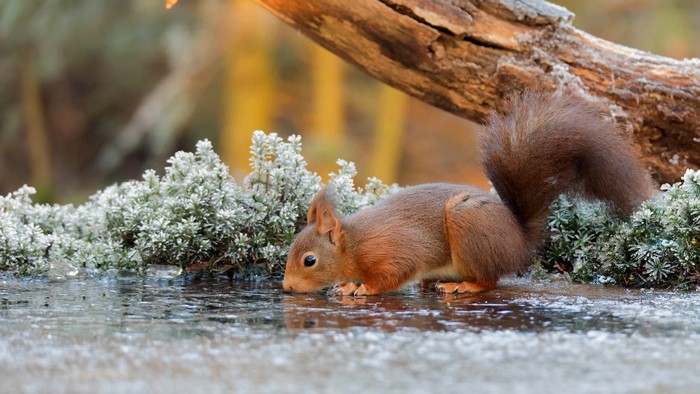 Red squirrel drinking water on frosty ground