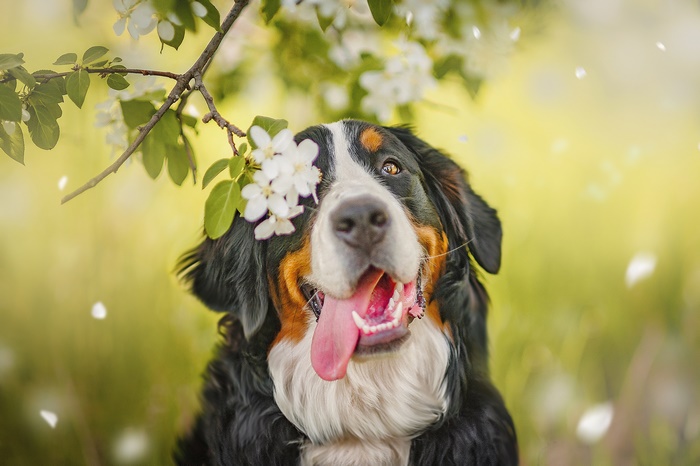 Bernese Mountain Dog with white flowers