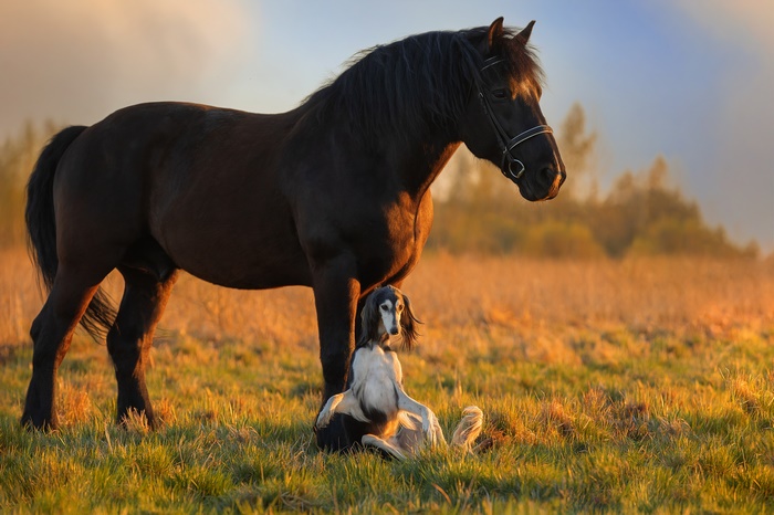 Black horse and a Saluki dog in a field