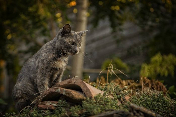 Tortoiseshell Cat Sitting on Rooftop Tiles