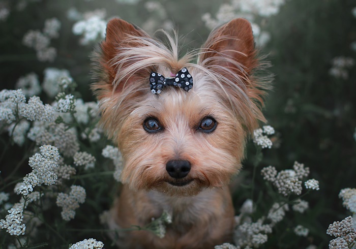 Yorkshire Terrier with a bow in flowers