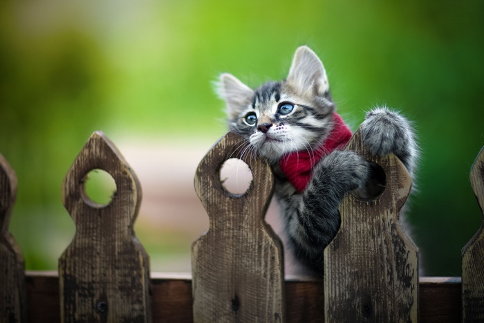 Kitten with red scarf peeking over wooden fence
