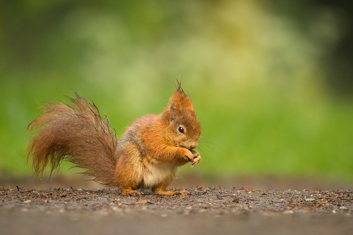 Red Squirrel Eating a Nut on the Ground