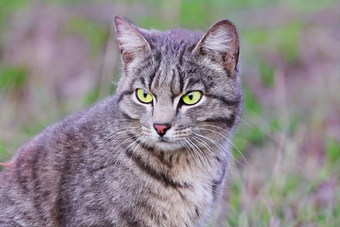 A tabby cat with green eyes sits outdoors