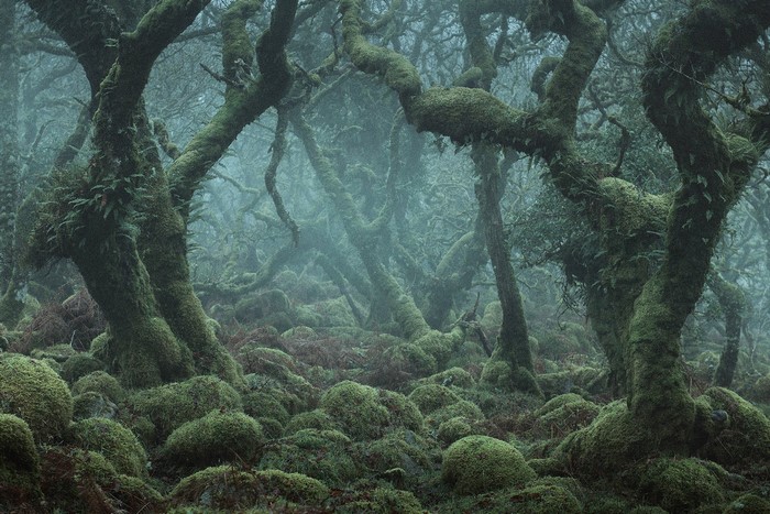 Moss-covered trees in a misty forest